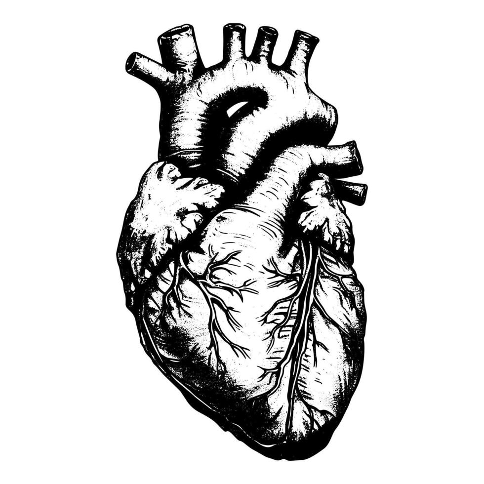 AI generated hand drawn anatomical heart vector