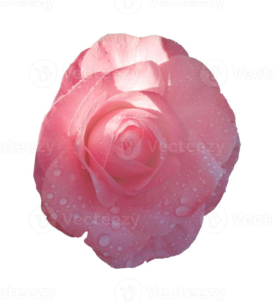 Pink rose flower isolated on white background. Clipping path included.  wet camellia photo