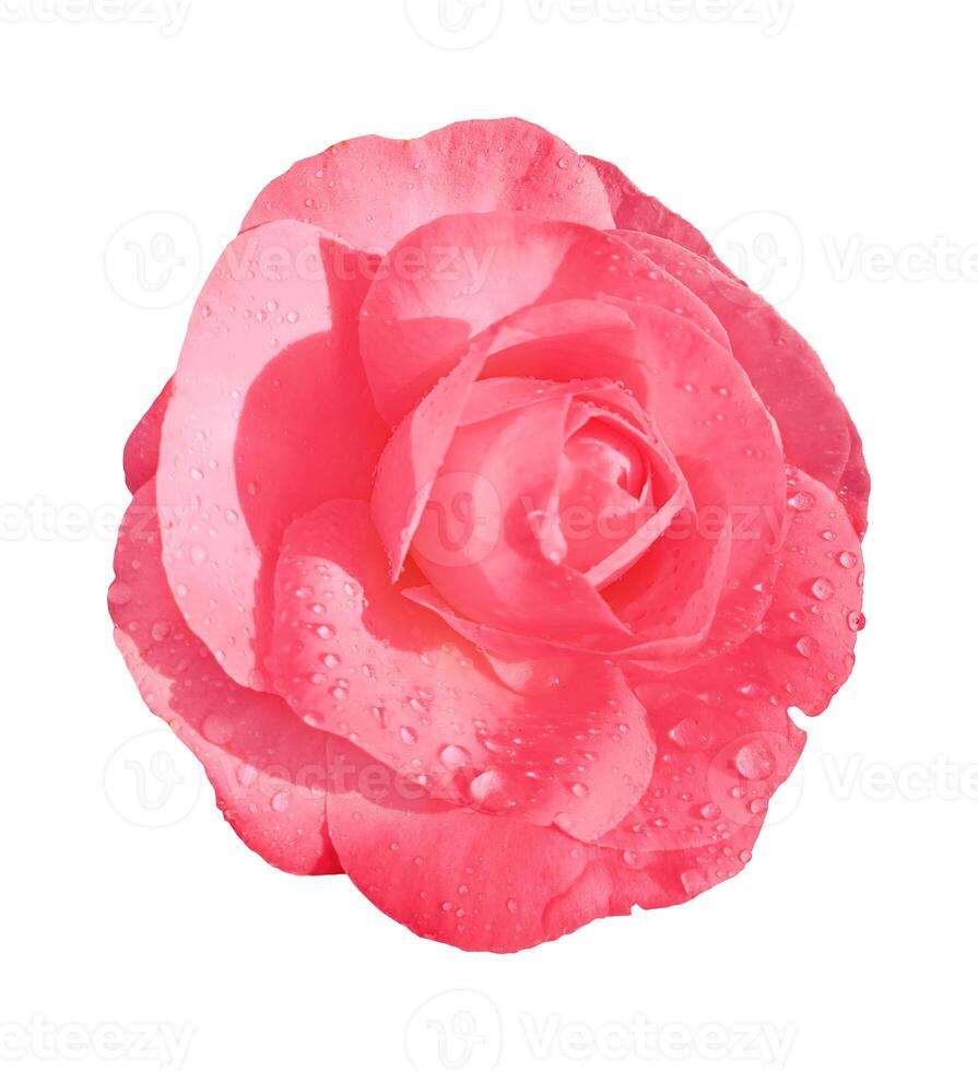 Pink rose flower isolated on white background. Clipping path included.  wet camellia photo