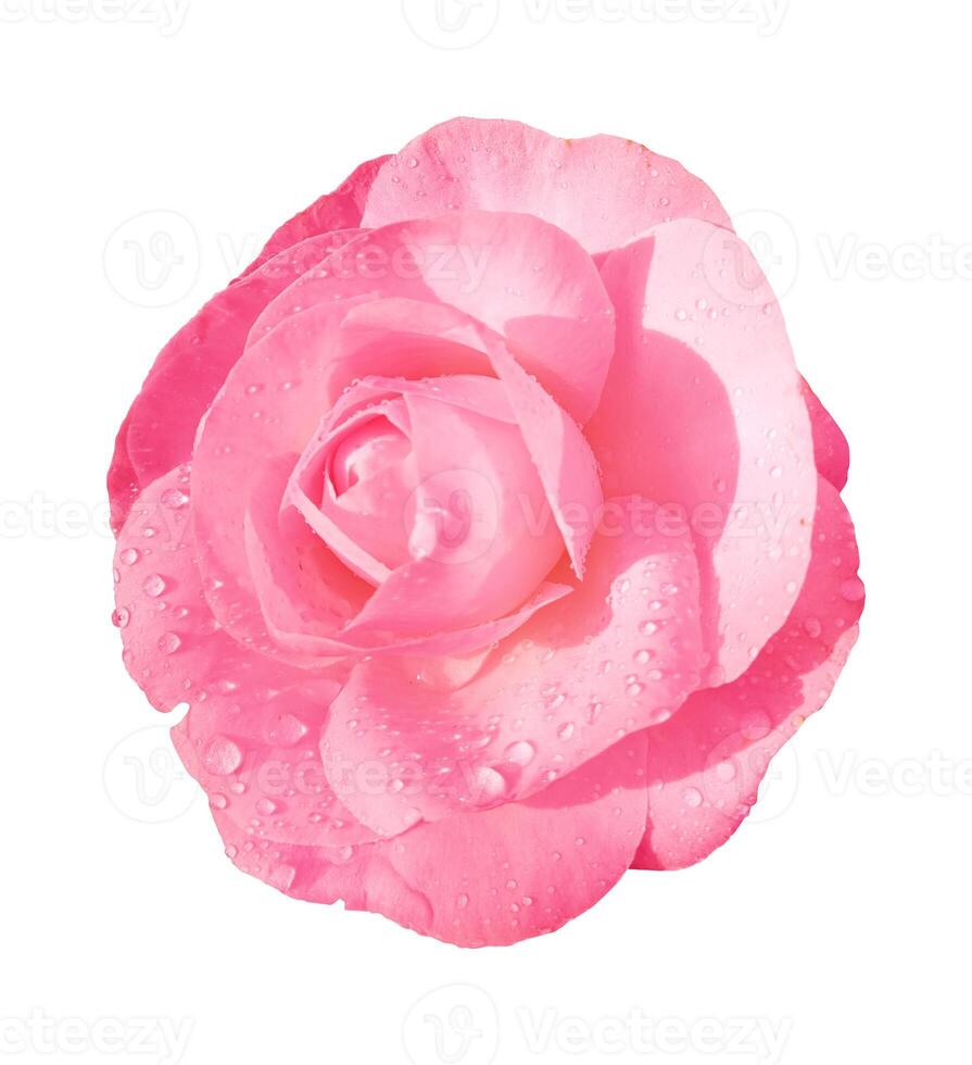 Pink rose flower isolated on white background. Clipping path included.  wet camellia photo