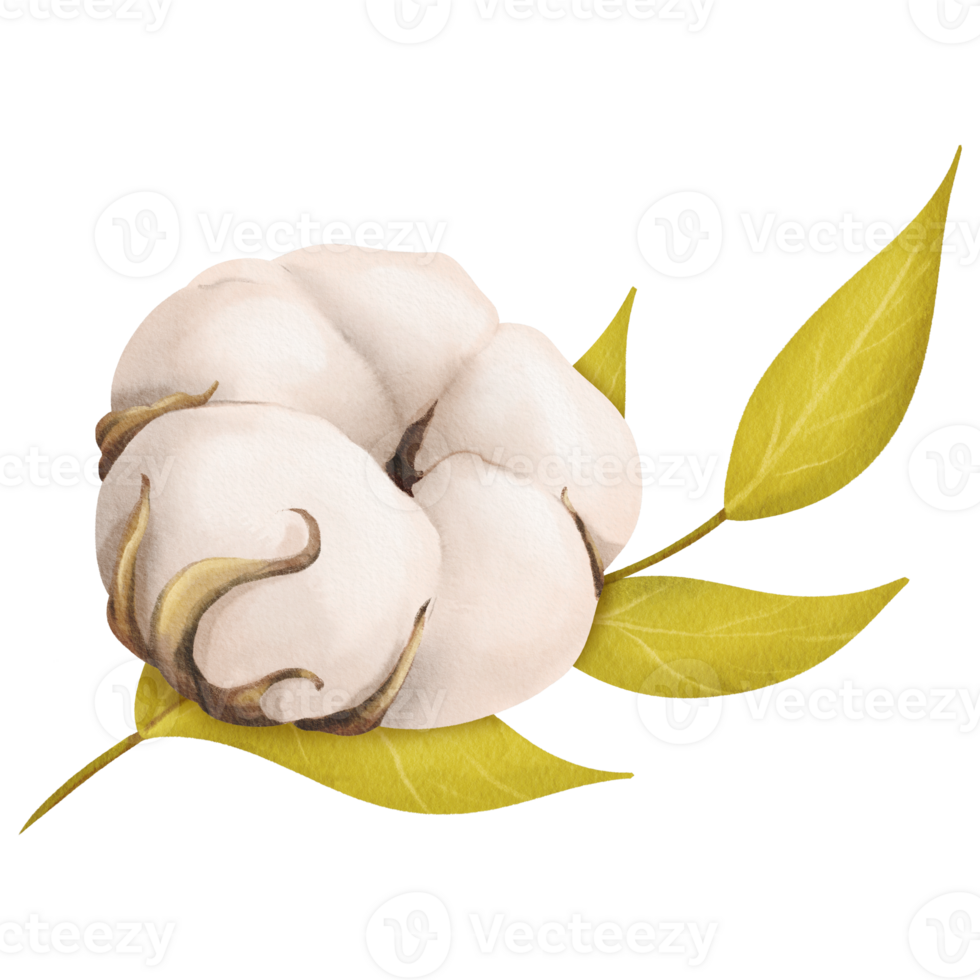 A composition featuring a delicate white cotton flower and a green branch. for botanical illustrations floral arrangements spring nature-themed designs, or eco-friendly projects. Watercolor. png