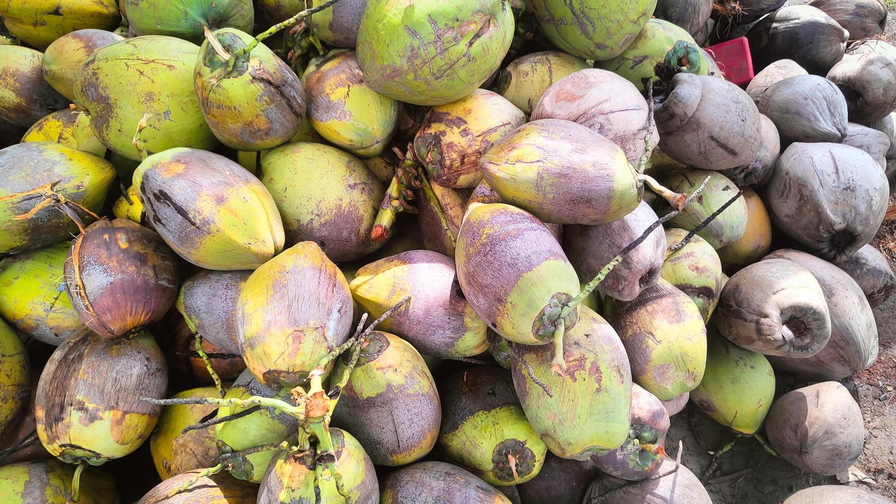 A pile of old coconuts is suitable for a textured background photo