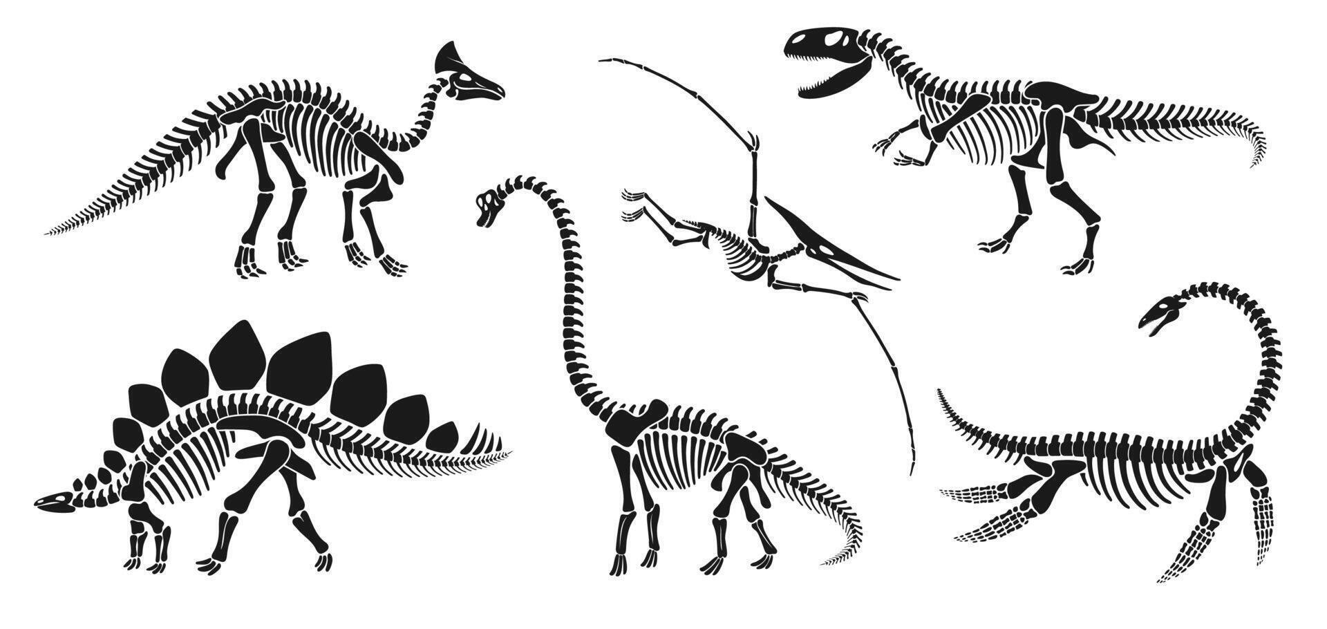 Isolated dinosaur skeleton fossil, dino bones set vector