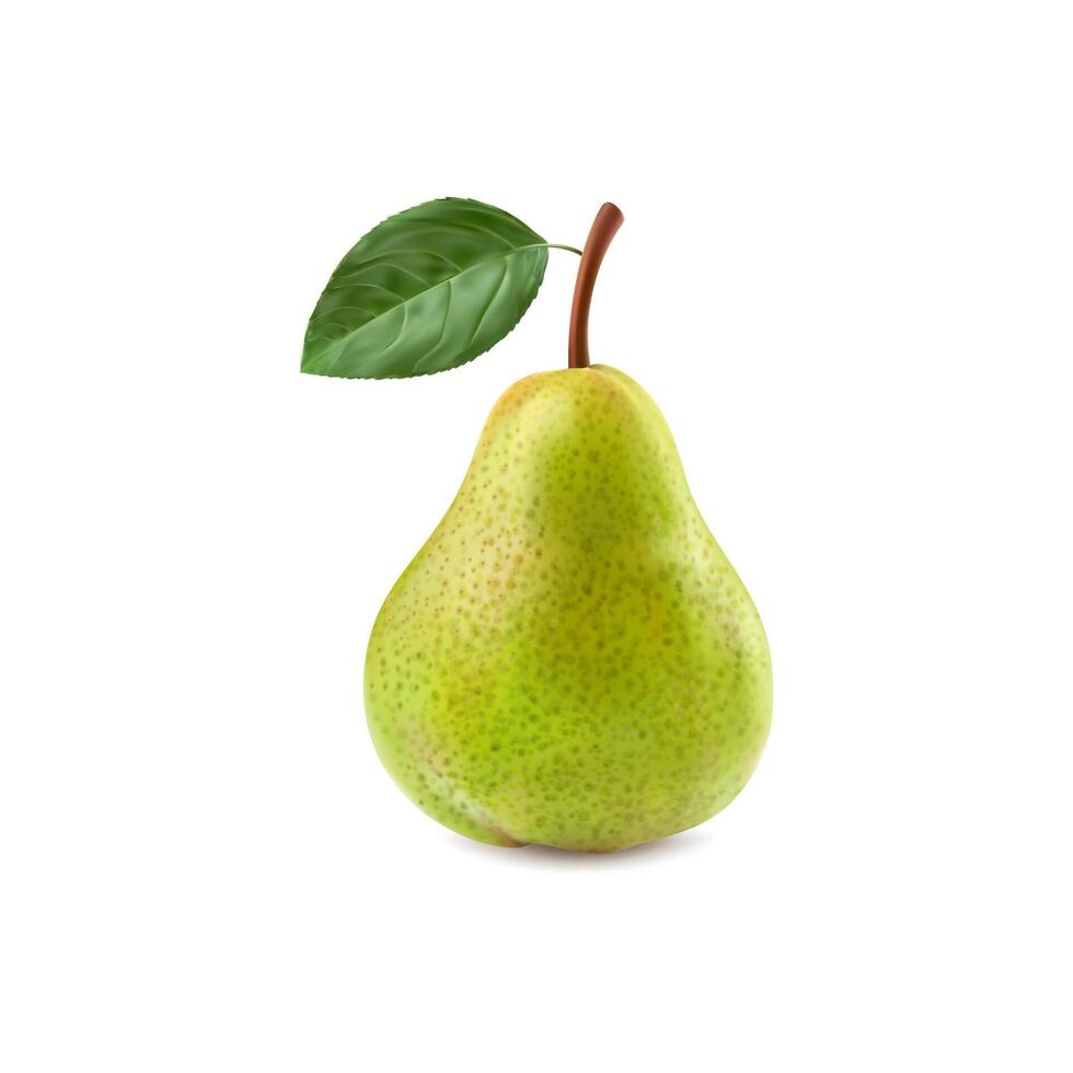 Ripe raw realistic green pear whole vector fruit
