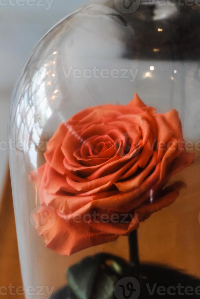 Orange rose in a flask. Long-lasting rose. photo