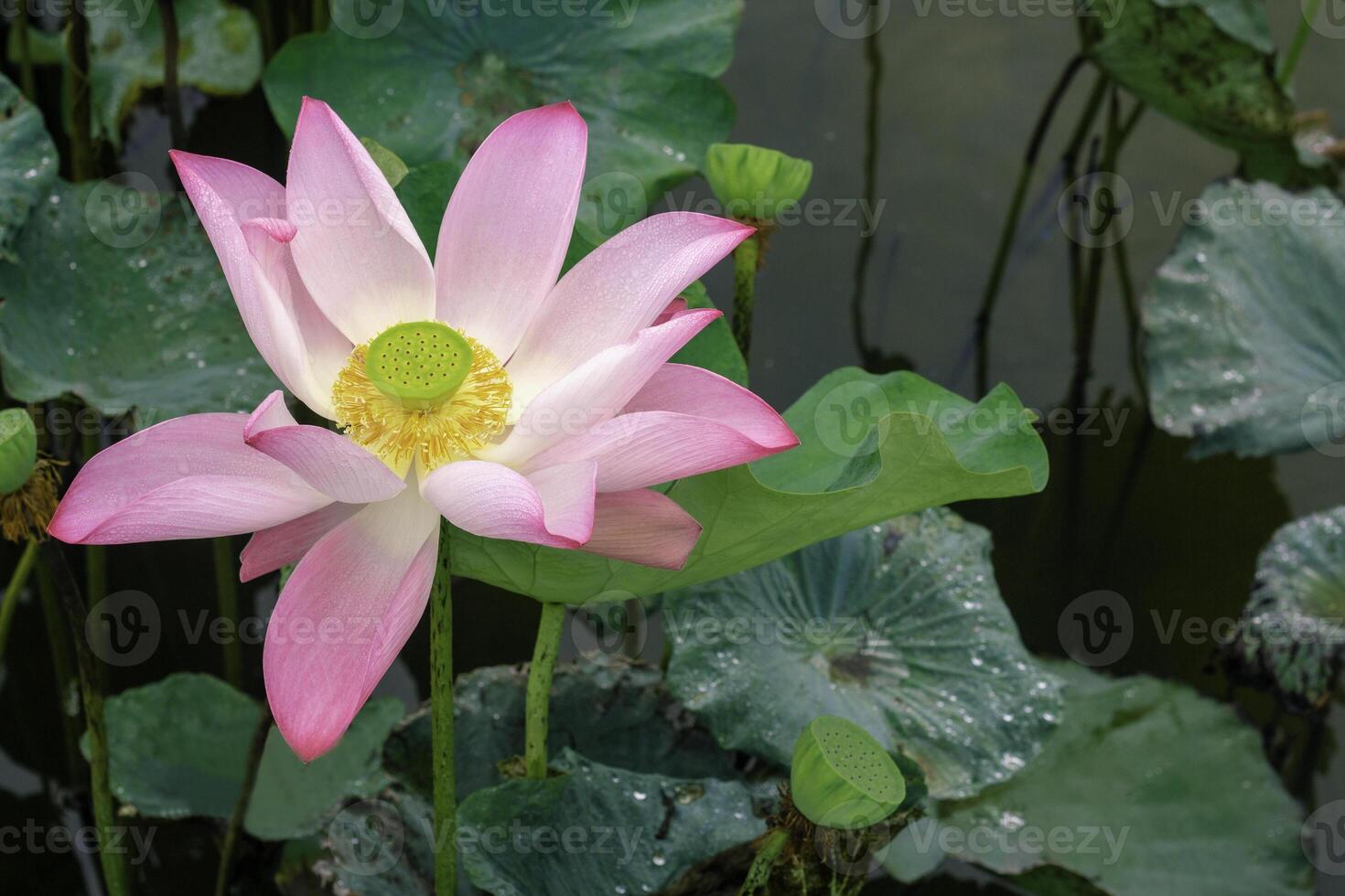 Pink lotus flower in the pool.Lotus and lotus ponds. There are a lot of lotus leaves. In the park. photo