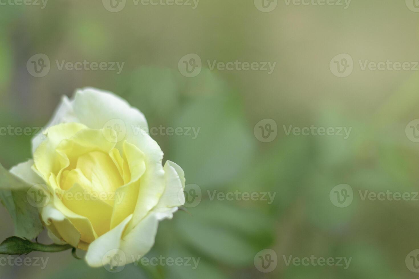 Garden rose in bloom close-up on a blurred background. Yellow or white rose blooms on a bush in summer. A rose flower blooms in a garden park. photo