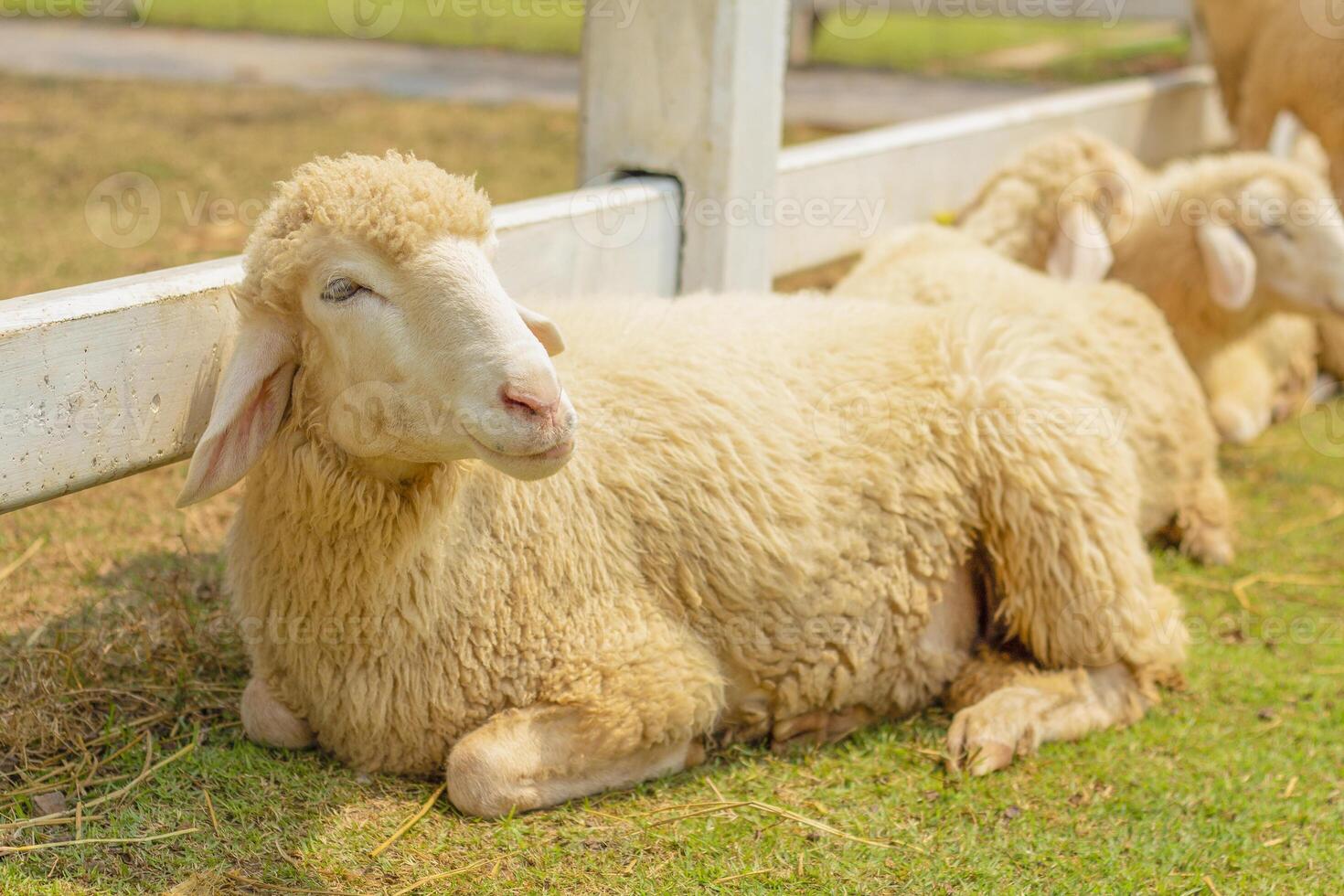 Sheep lay on the grass land in the farm. photo