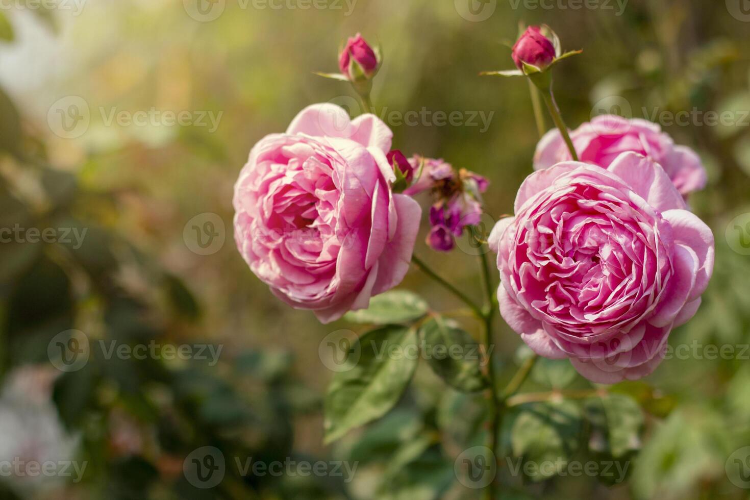 Garden rose in bloom close-up on a blurred background. Pink rose blooms on a bush in summer. A rose flower blooms in a garden park. Blooming flower in the summer garden. photo