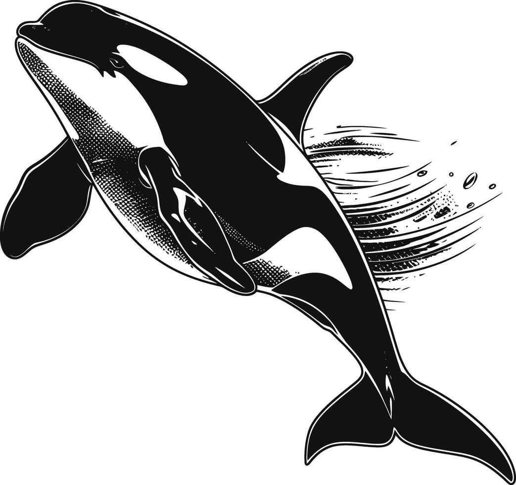 AI generated Silhouette the orca or killer whale black color only vector
