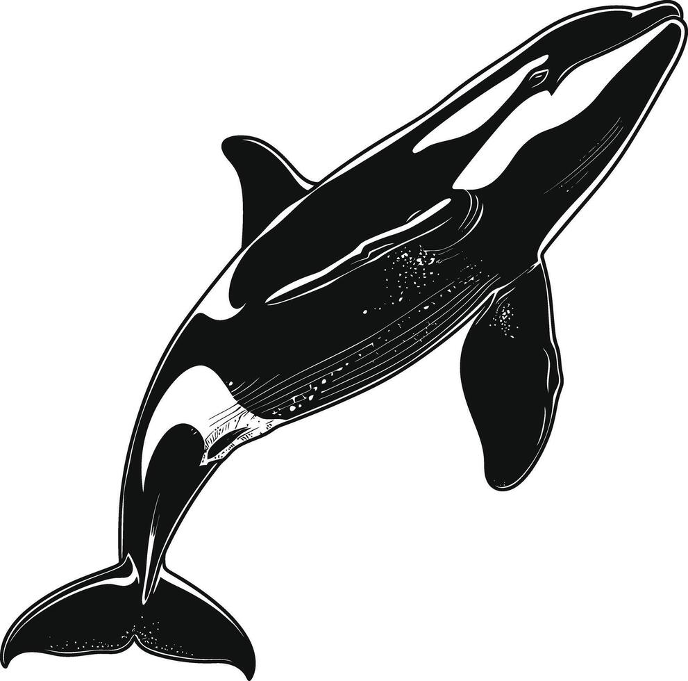 ai generado silueta el orca o asesino ballena negro color solamente vector