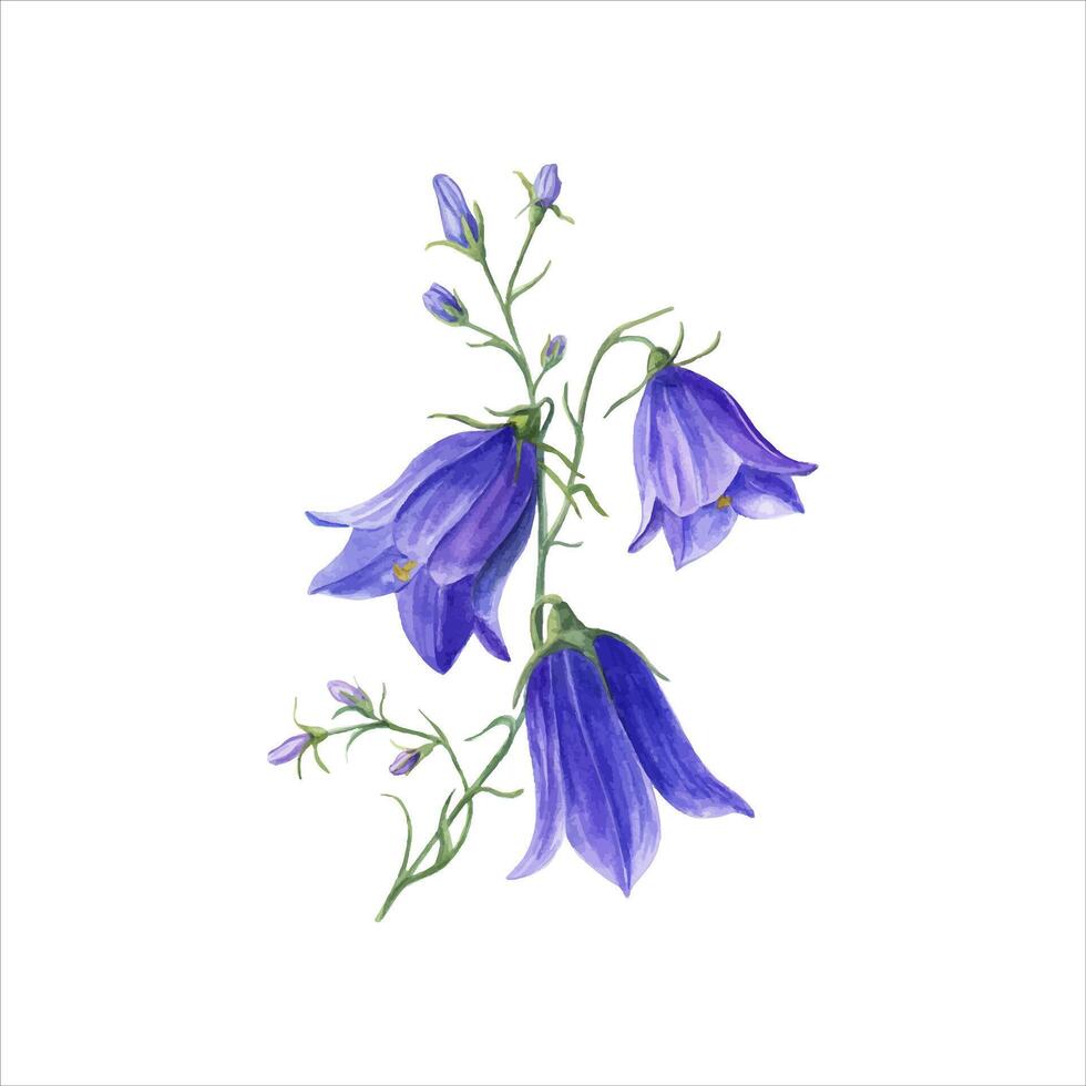 Wild flowers campanula. Harebell, bell, meadow herb, plant, flower. Watercolor illustration vector