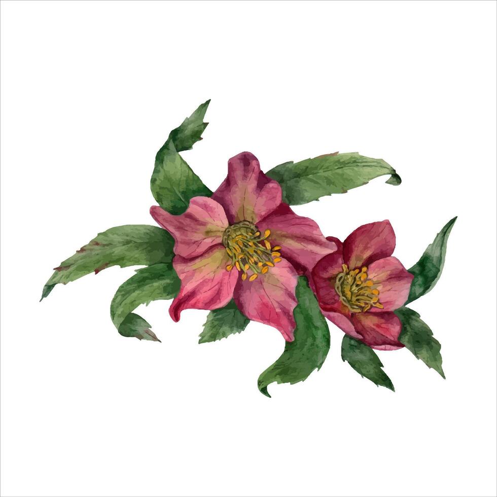 Hellebore with leaves. Helleborus branch. Two spring flower heads. Watercolor illustration vector