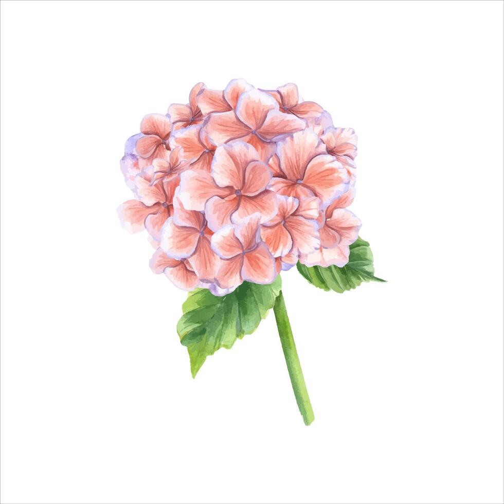 Clásico hortensia rama. ramo de flores en otoño de moda colores. acuarela ilustración. vector