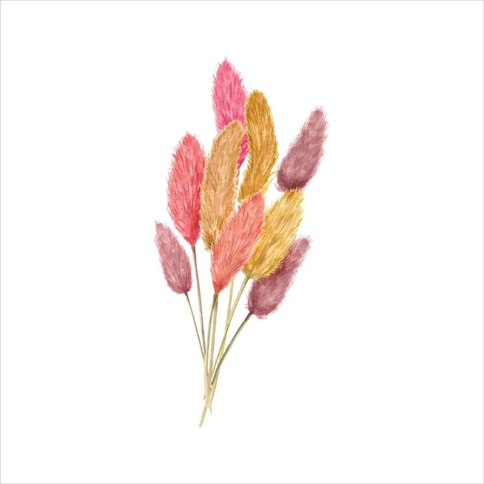 Bouquet of colorful lagurus. Fluffy dried plants. Watercolor illustration. vector
