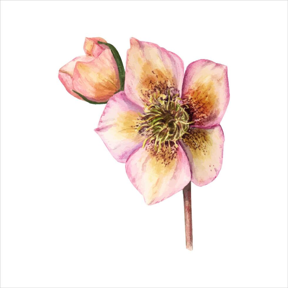 Hellebore. Flower and bud. Helleborus. Spring flower. Watercolor illustration vector
