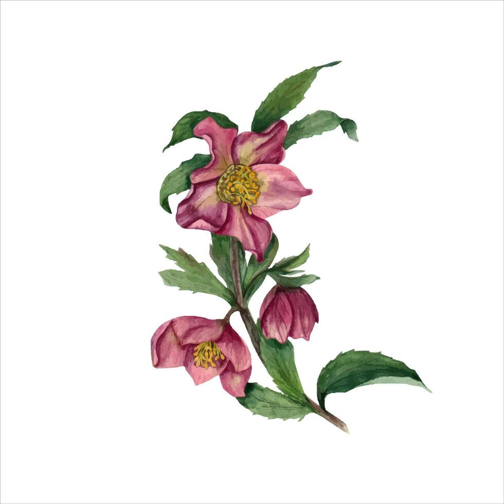 eléboro con hojas. helleborus rama. primavera flor. acuarela ilustración. vector