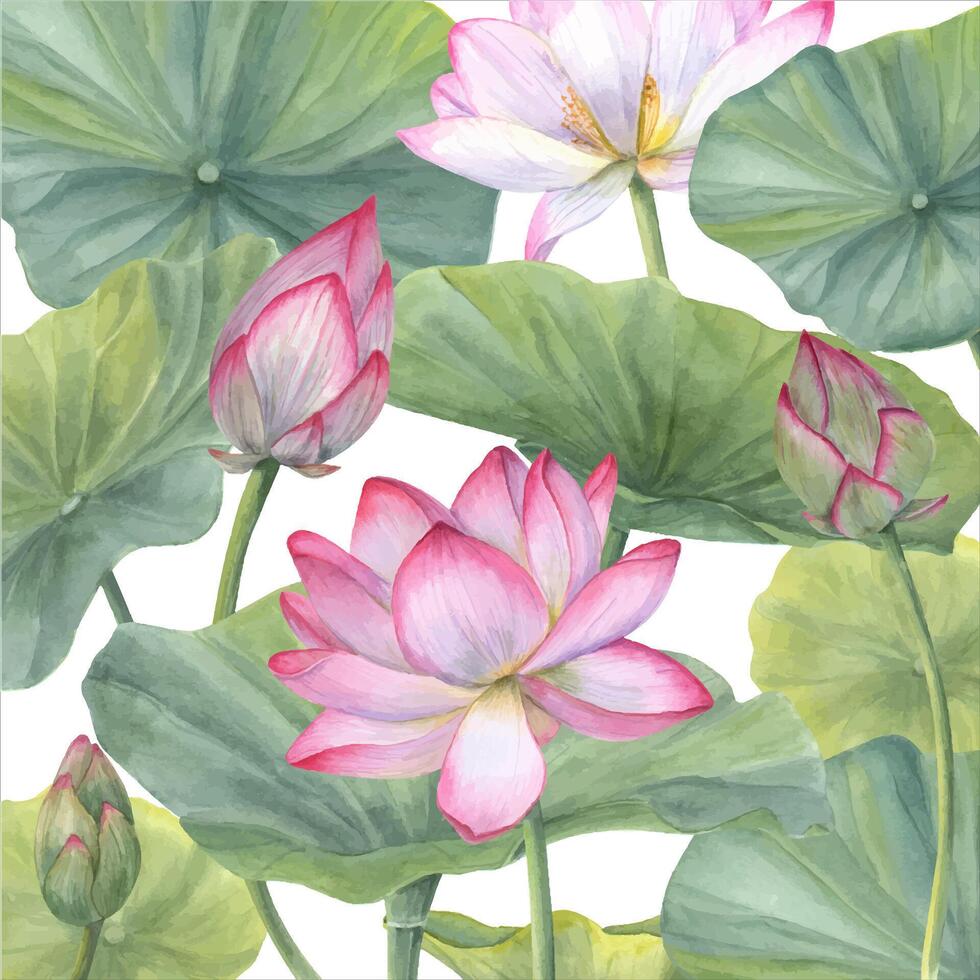 Floral composition with pink Lotus Flowers, Buds and Leaves. Water lily, Indian lotus, sacred lotus, green stems, leaf, bud. Watercolor illustration. vector