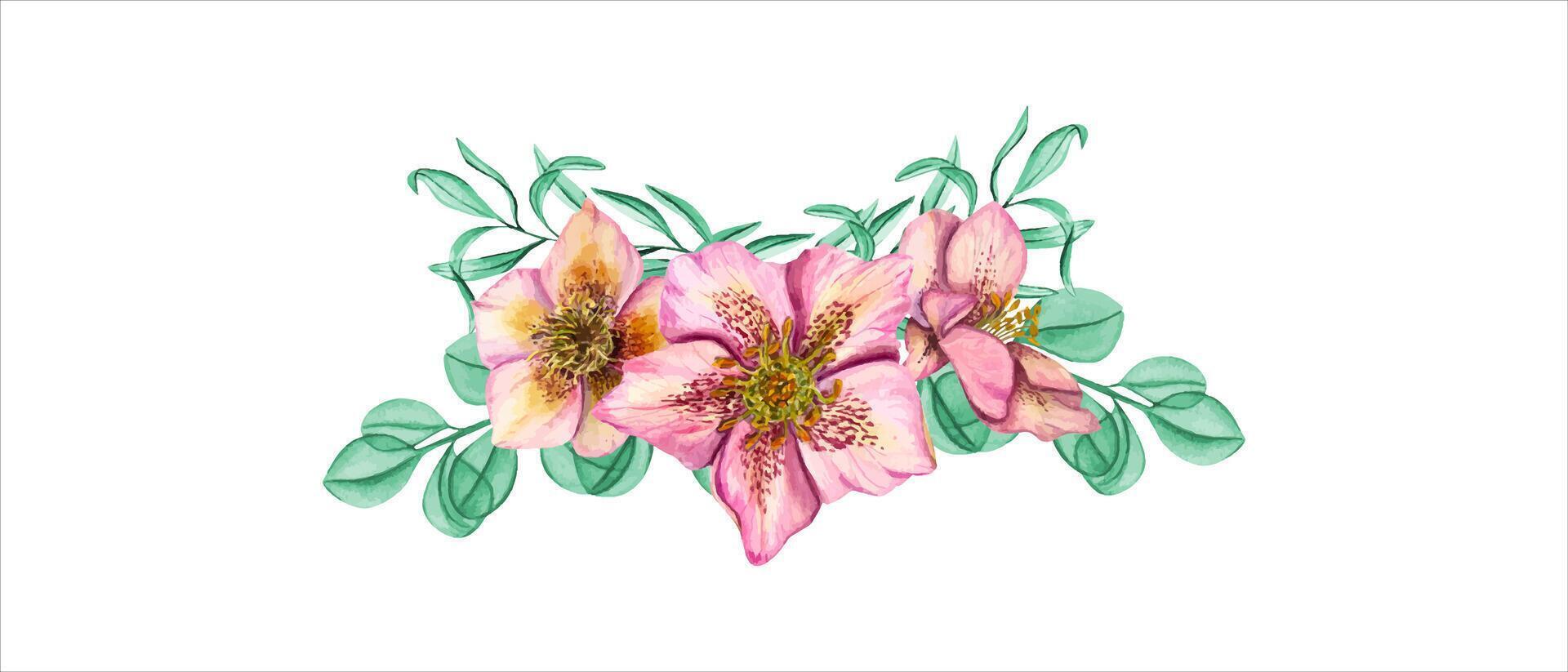 Pink Hellebores with mint herbs. Spring plants. Three Helleborus flower heads with eucalyptus branches. Watercolor illustration. For wedding invitation, birthday cards, textile design, prints vector