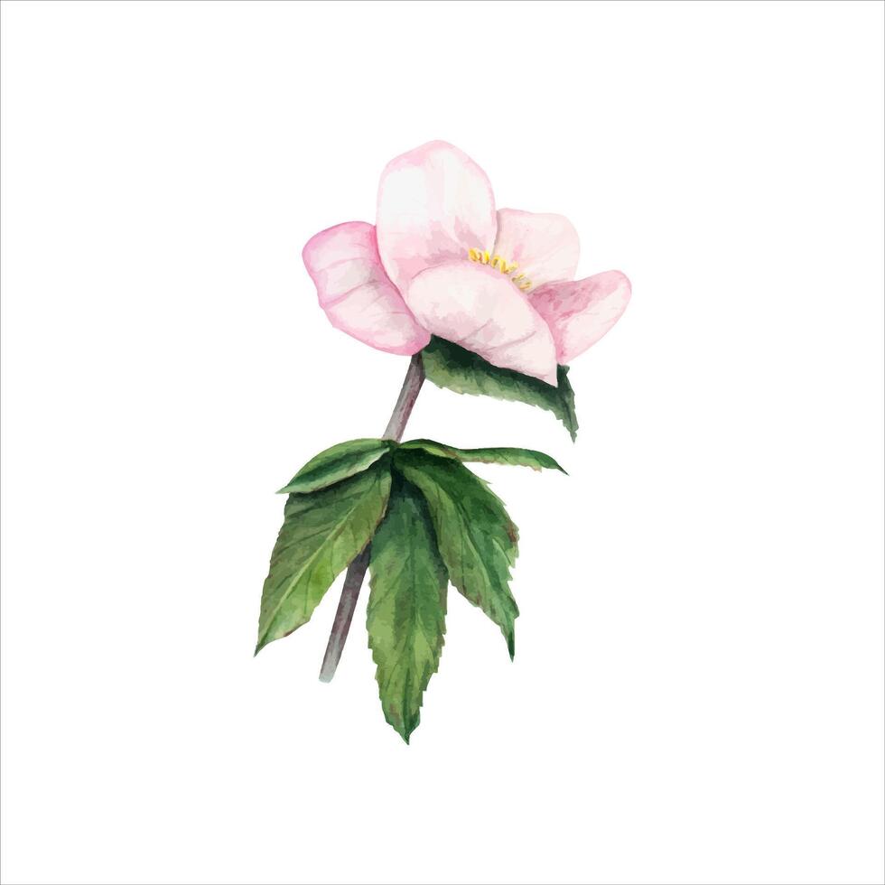 rosado eléboro con hojas. helleborus rama. primavera flor. acuarela ilustración vector
