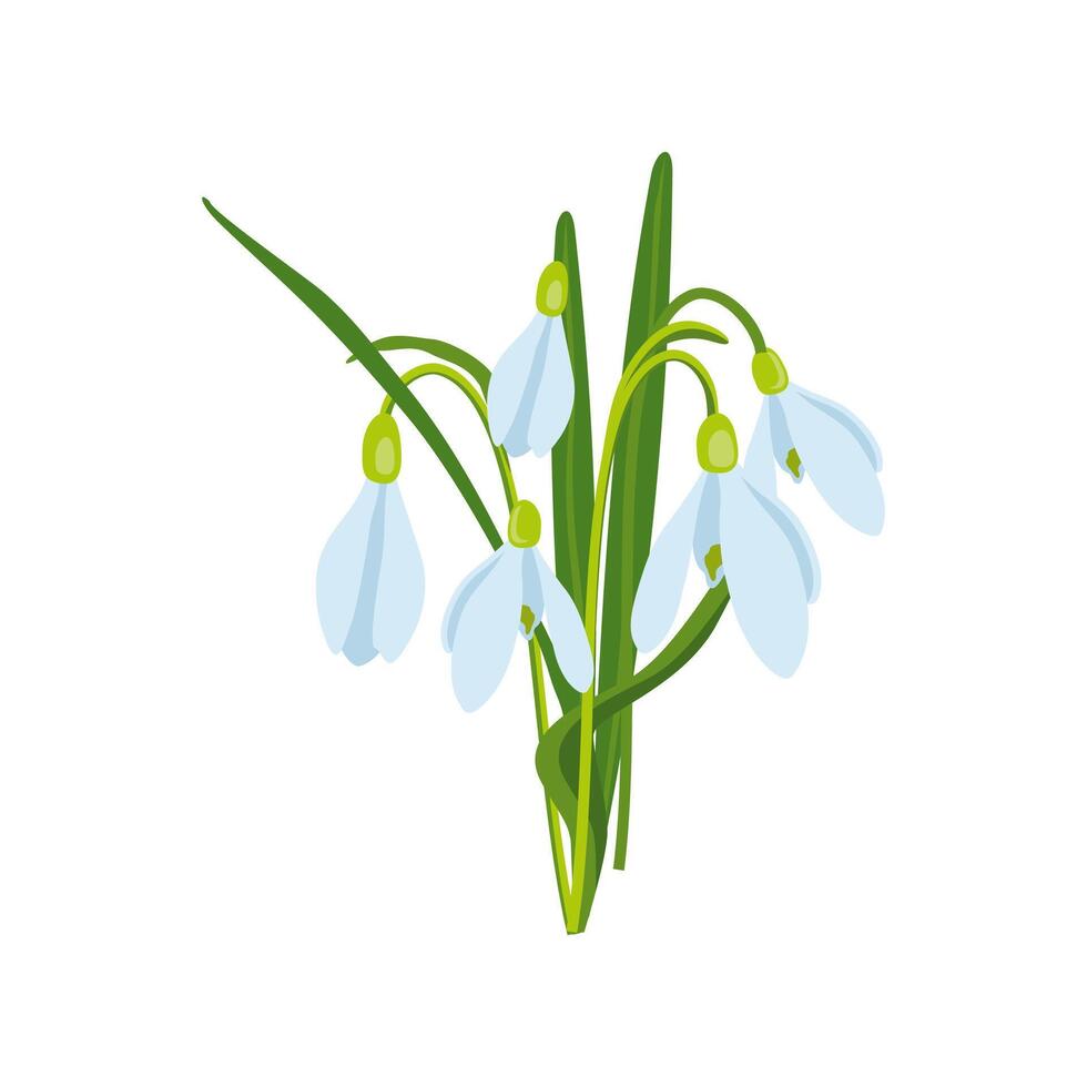 vector illustration of Easter theme, bouquet of spring flowers snowdrops, white flowers, buds and leaves, spring party illustration on white background