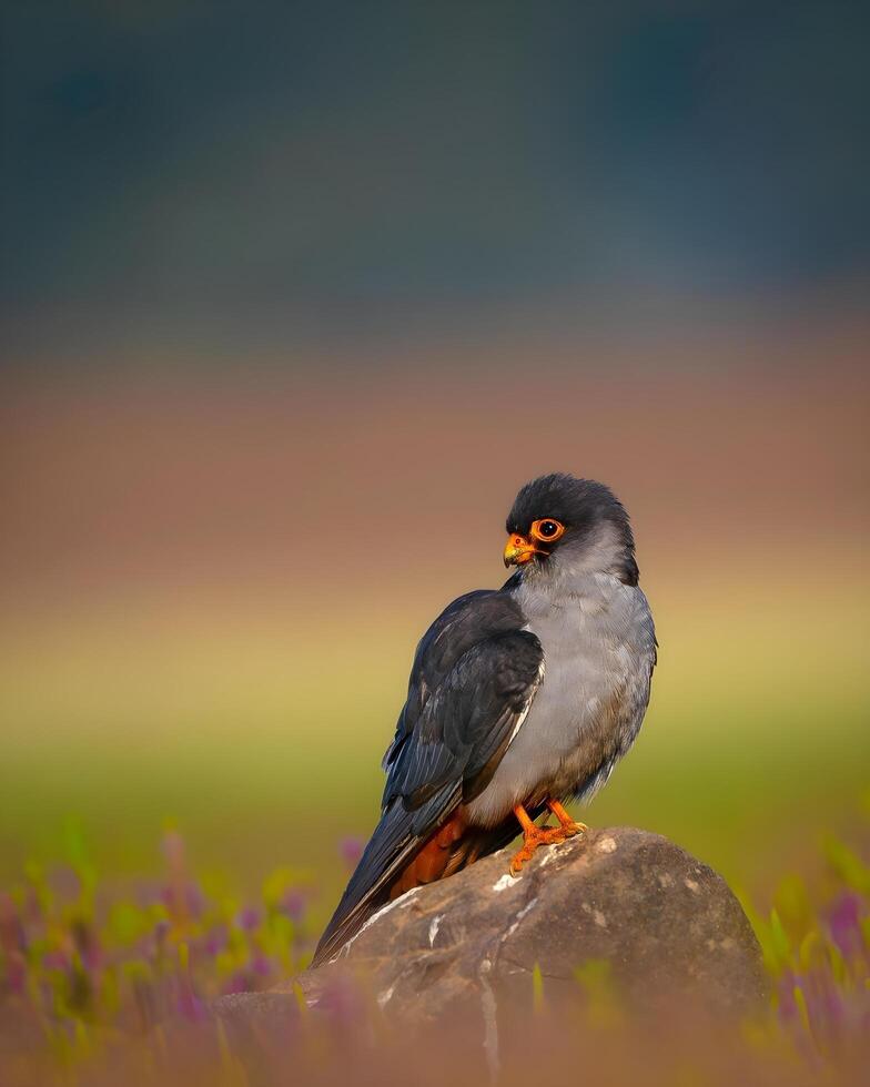 a bird is sitting on a rock in a field photo