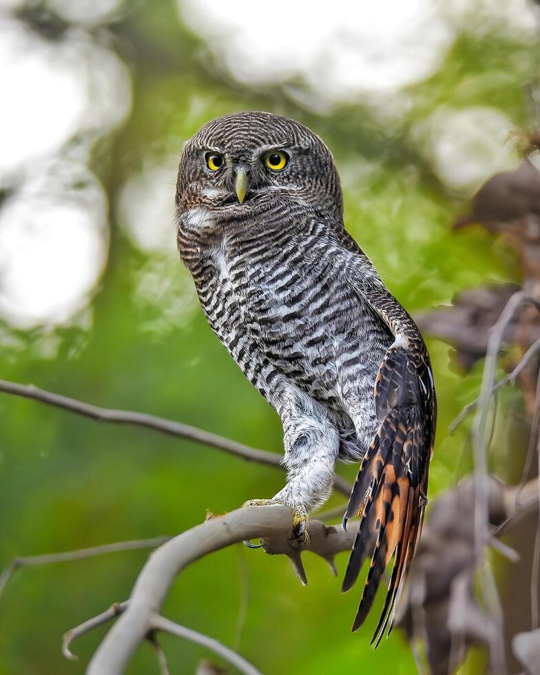 an owl is perched on a branch in the woods photo