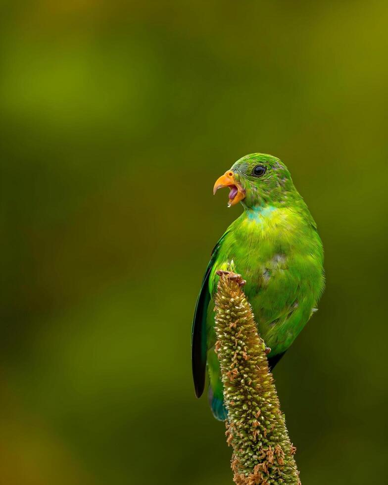 un verde pájaro es sentado en parte superior de un planta foto