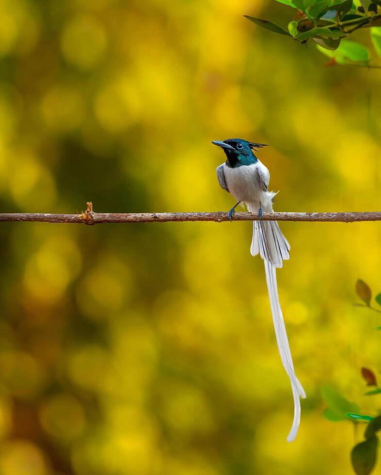 a bird with long tail sitting on a wire photo