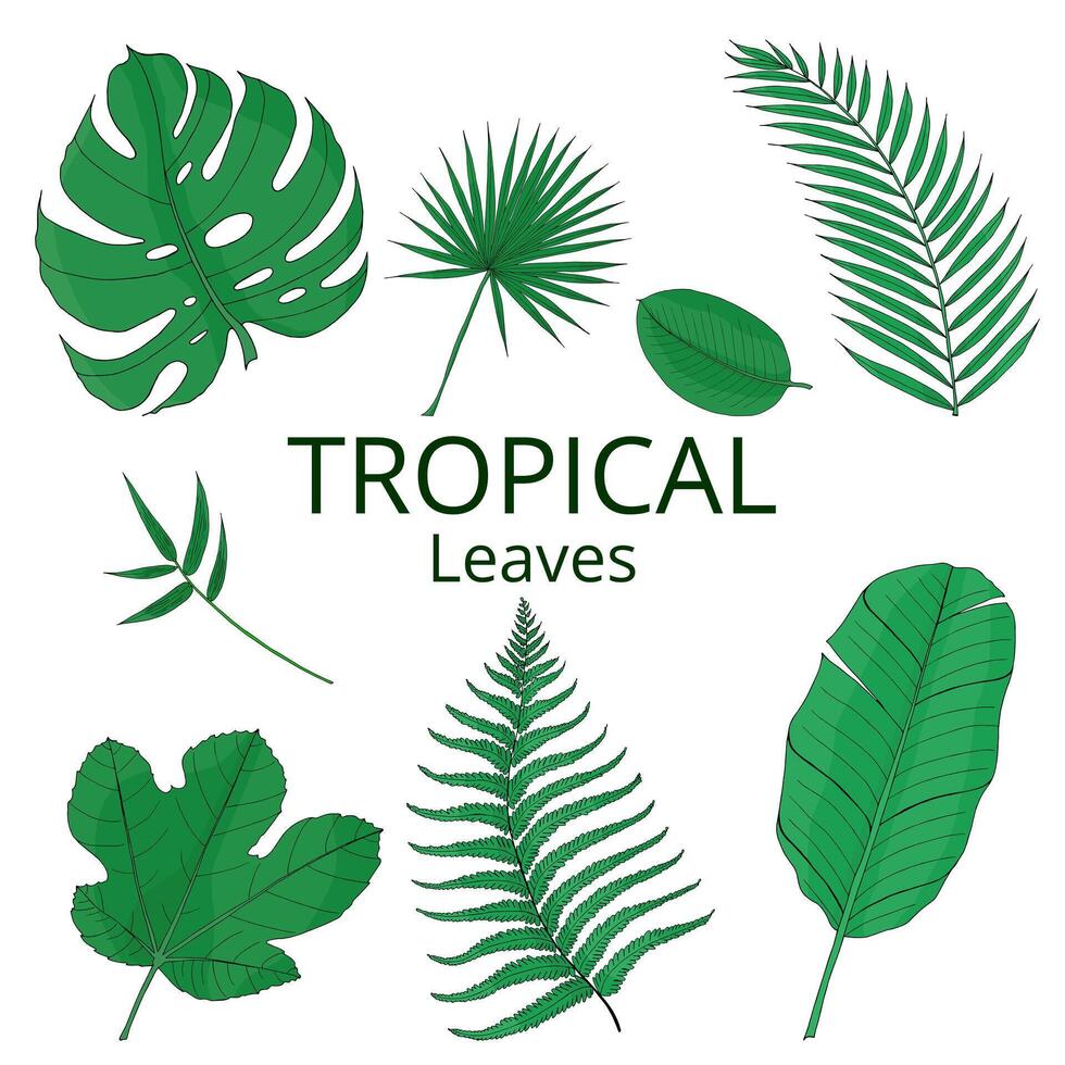tropical hojas verde color conjunto con banana, mostera, palmera. mano dibujado aislado elementos vector