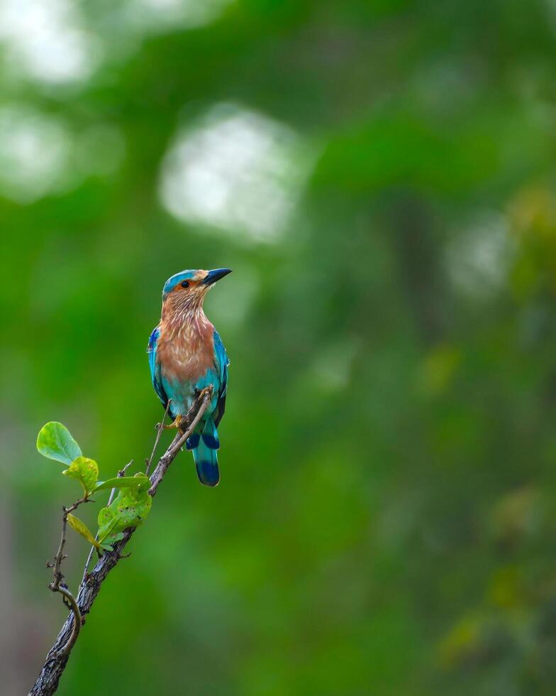 un azul pájaro sentado en un rama en el bosque foto