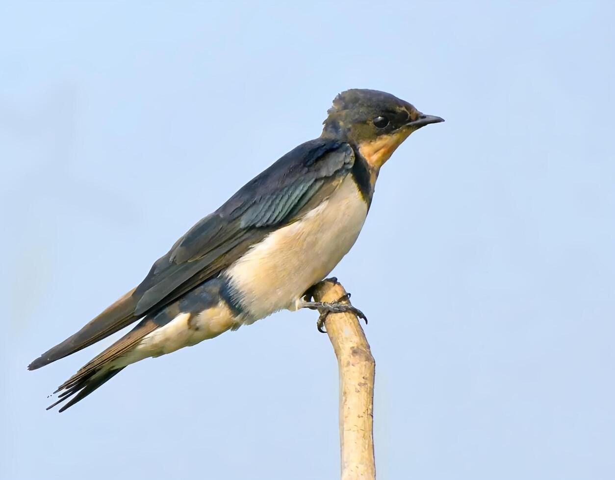 un pájaro es encaramado en un rama con un azul cielo en el antecedentes foto