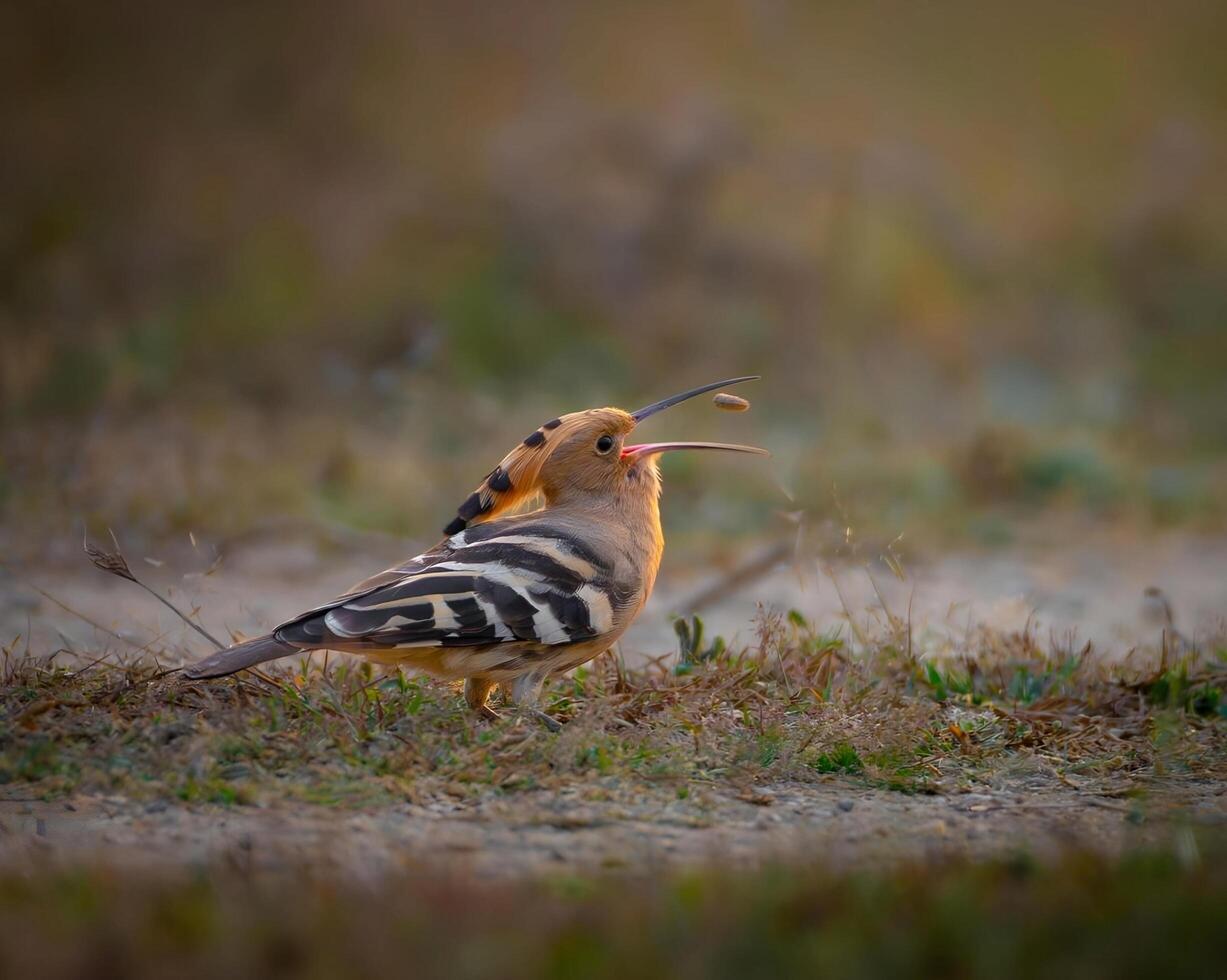 un pájaro con un largo pico en pie en el suelo foto