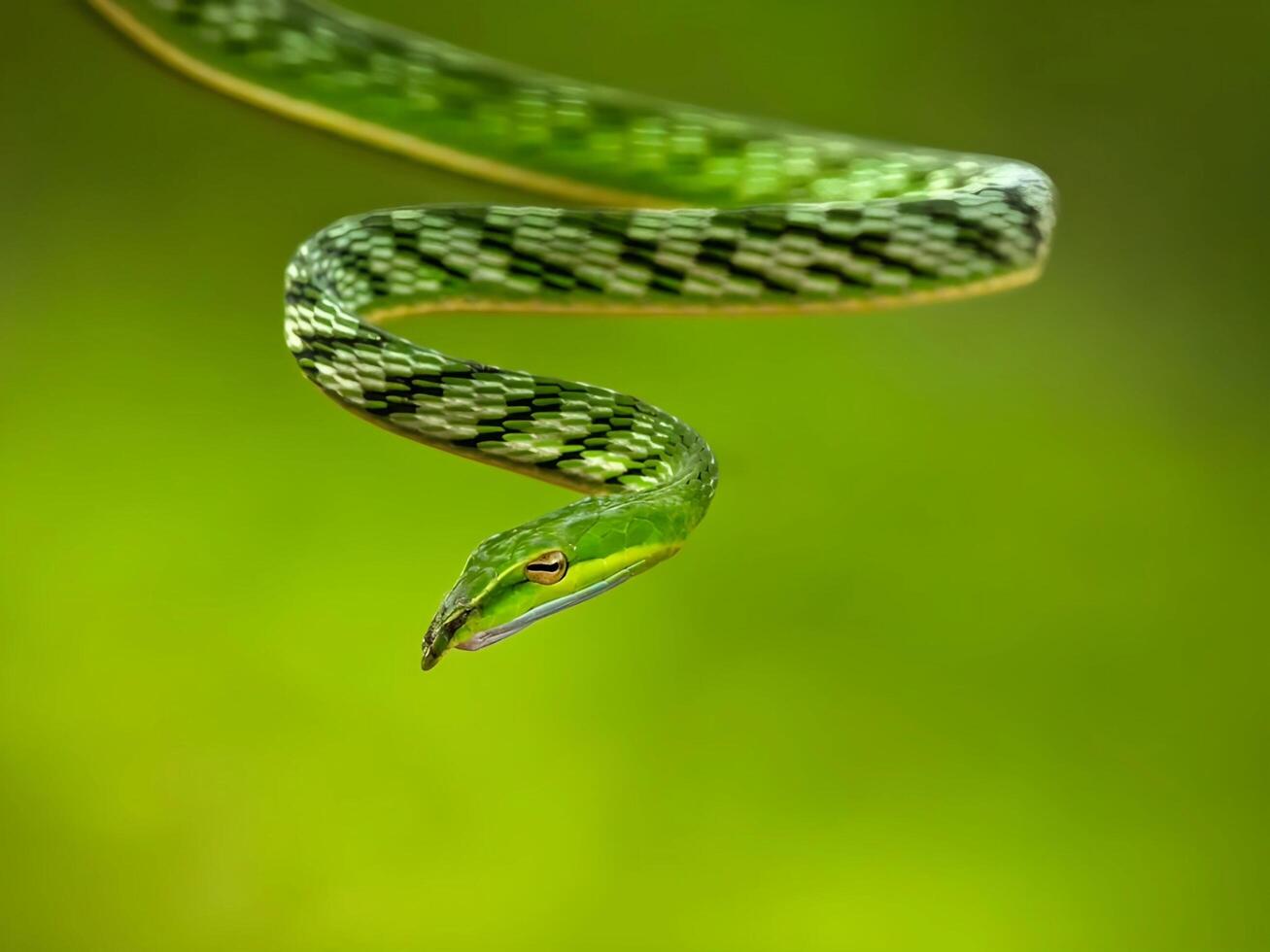 un verde serpiente con un largo cola en un rama foto