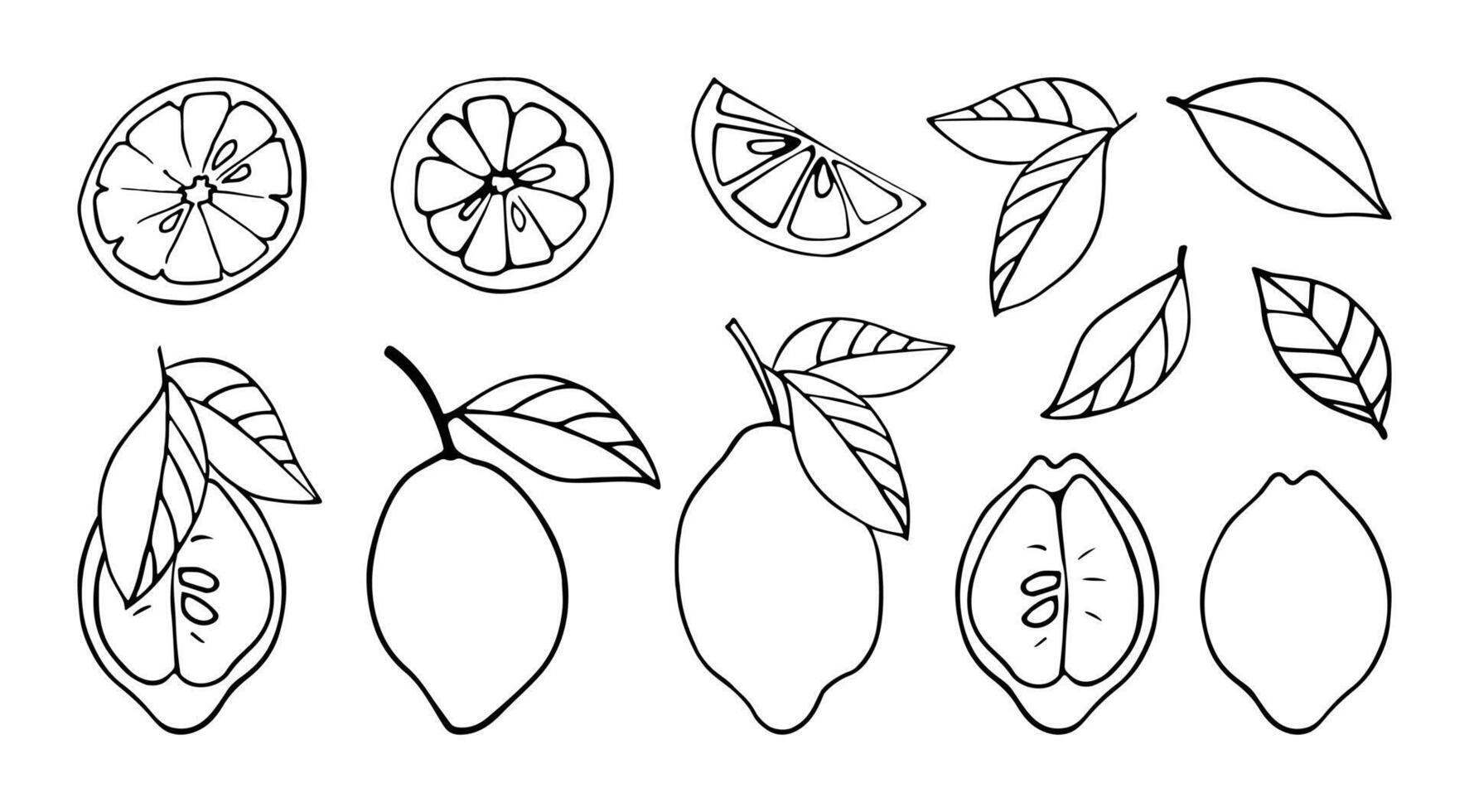 Set of monochrome lemons in doodle style. Vector linear isolated elements on a white background.