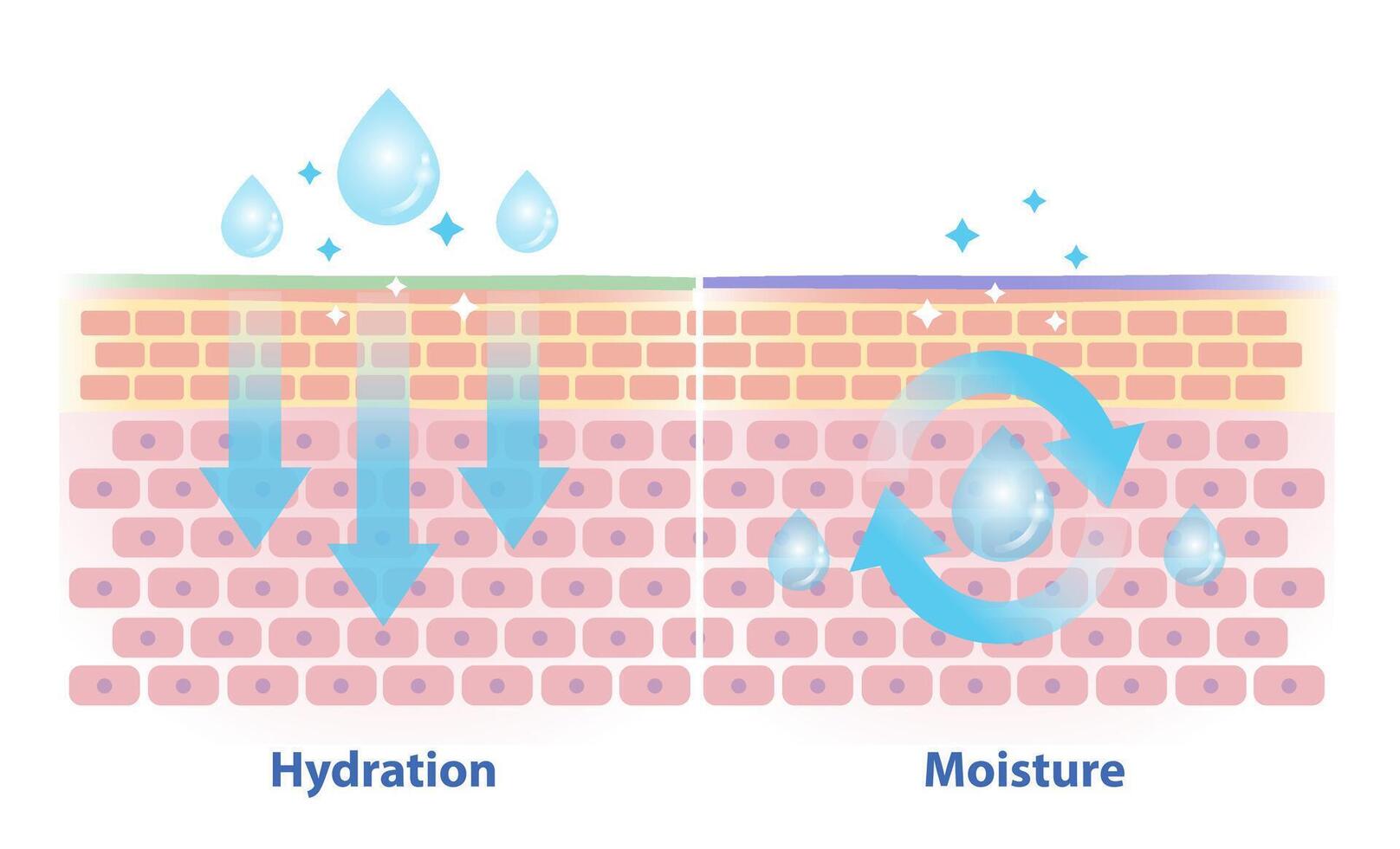 el diferencias Entre hidratación y humedad vector ilustración. cruzar sección de piel barrera capa hidratación, atraer, absorber agua y humedad, sello en el piel a evitar agua pérdida.