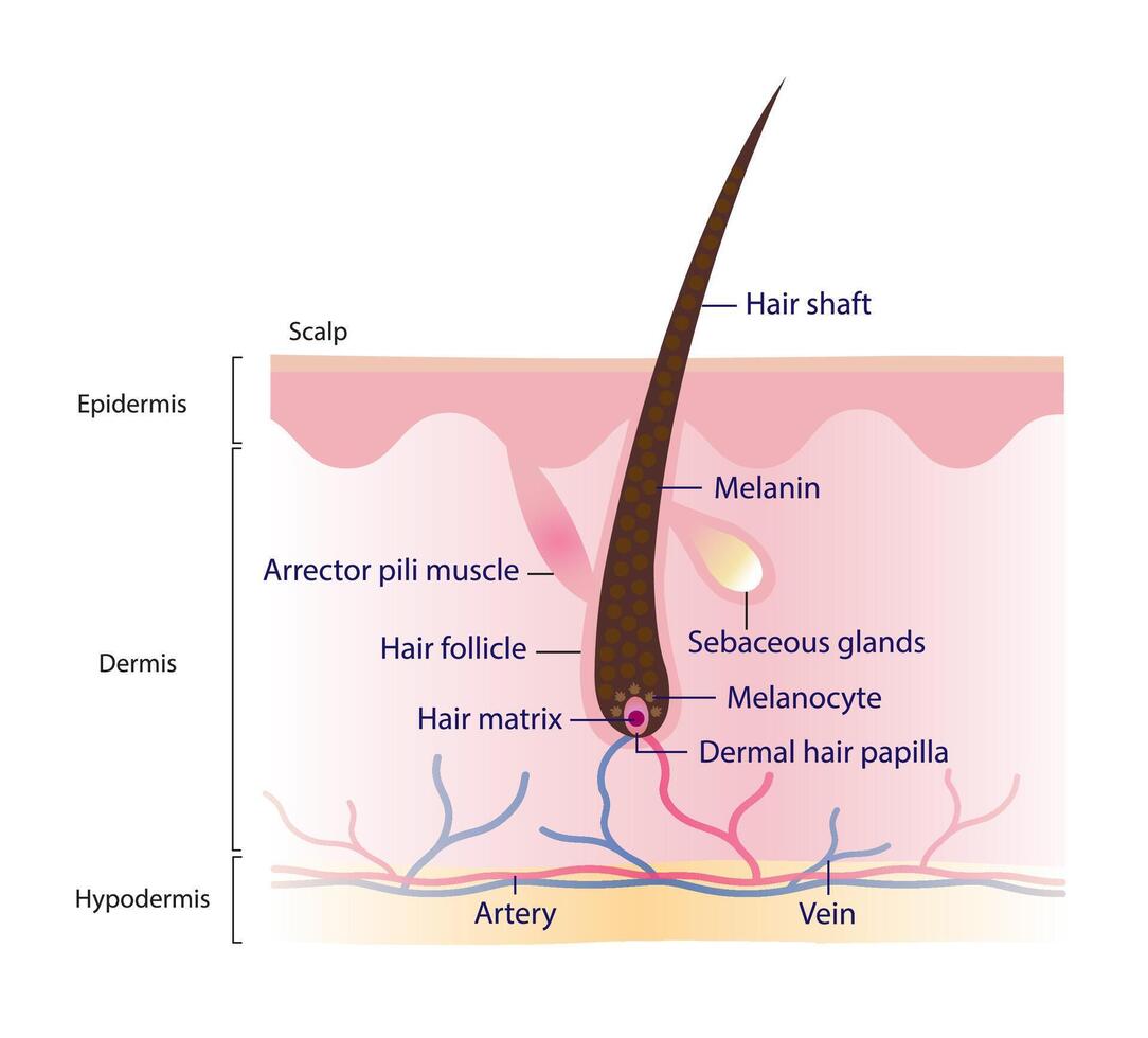 Diagram of hair structure anatomy vector illustration isolated on white background. Cross section of human hair with scalp layer. Hair shaft, arrector pili muscle, follicle, hair matrix and papilla.