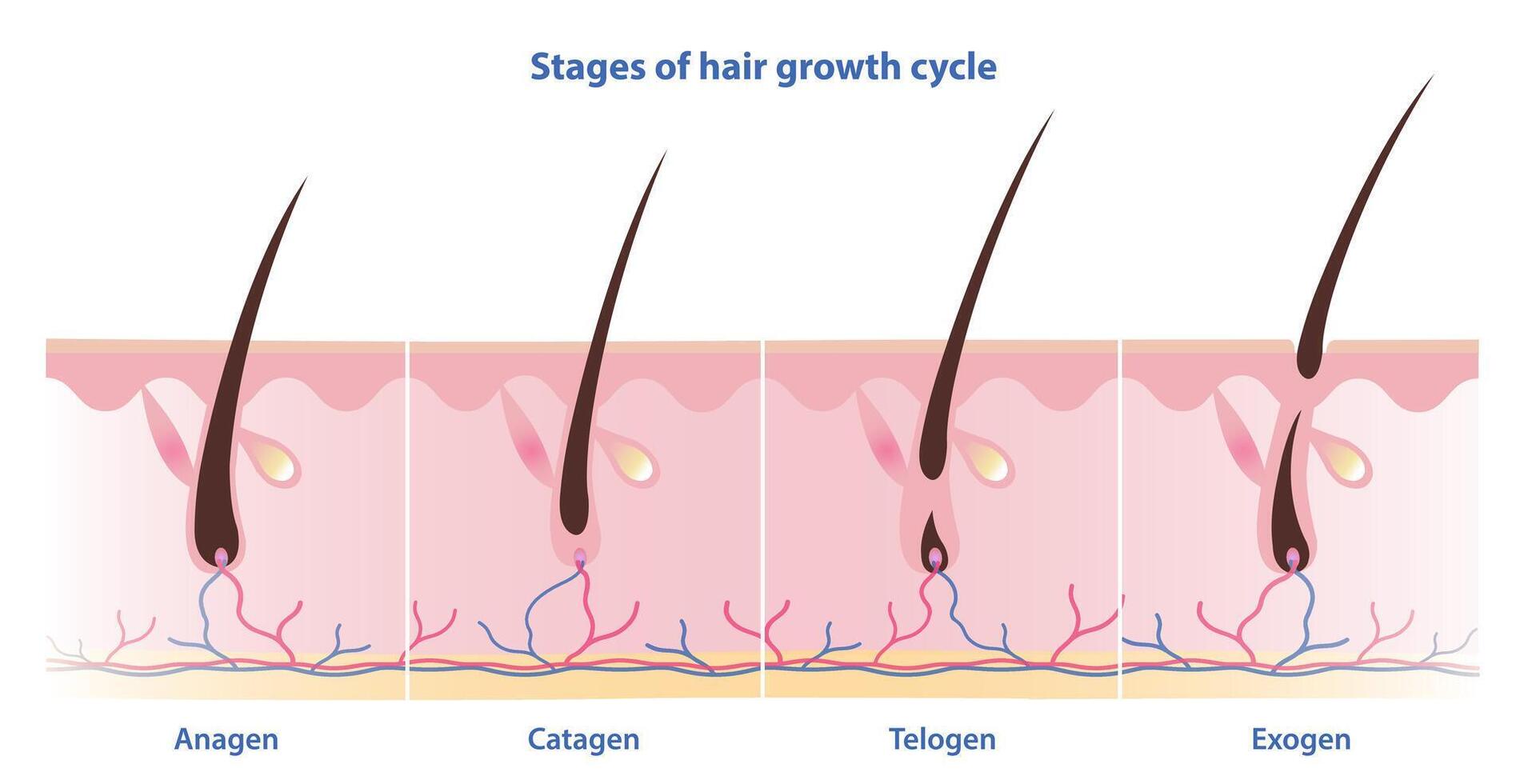 etapas de pelo crecimiento ciclo vector aislado en blanco antecedentes. pelo crece en cuatro distinto etapas anágeno, creciente fase. catágeno, transición fase. telógeno, descansando fase. exógeno, derramamiento fase.