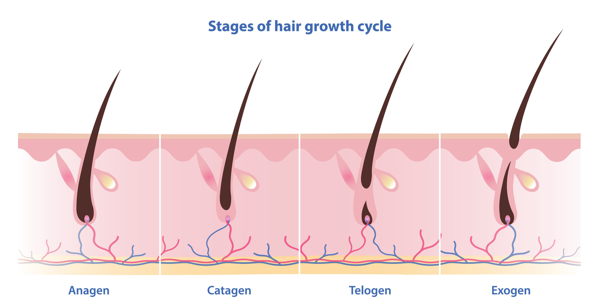 Darker Hair This Growth Phase Holds The Key - gxe243m