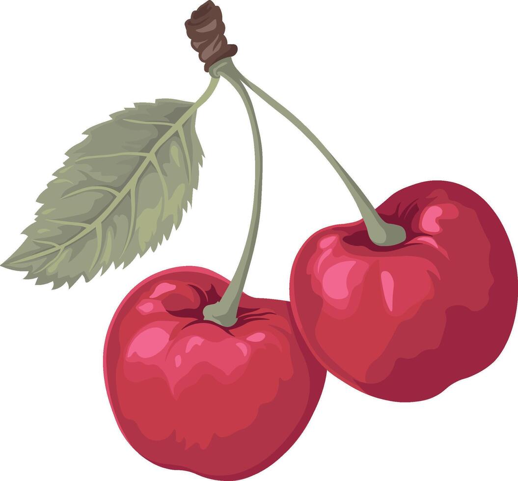 cherry or sweet cherry without background vector