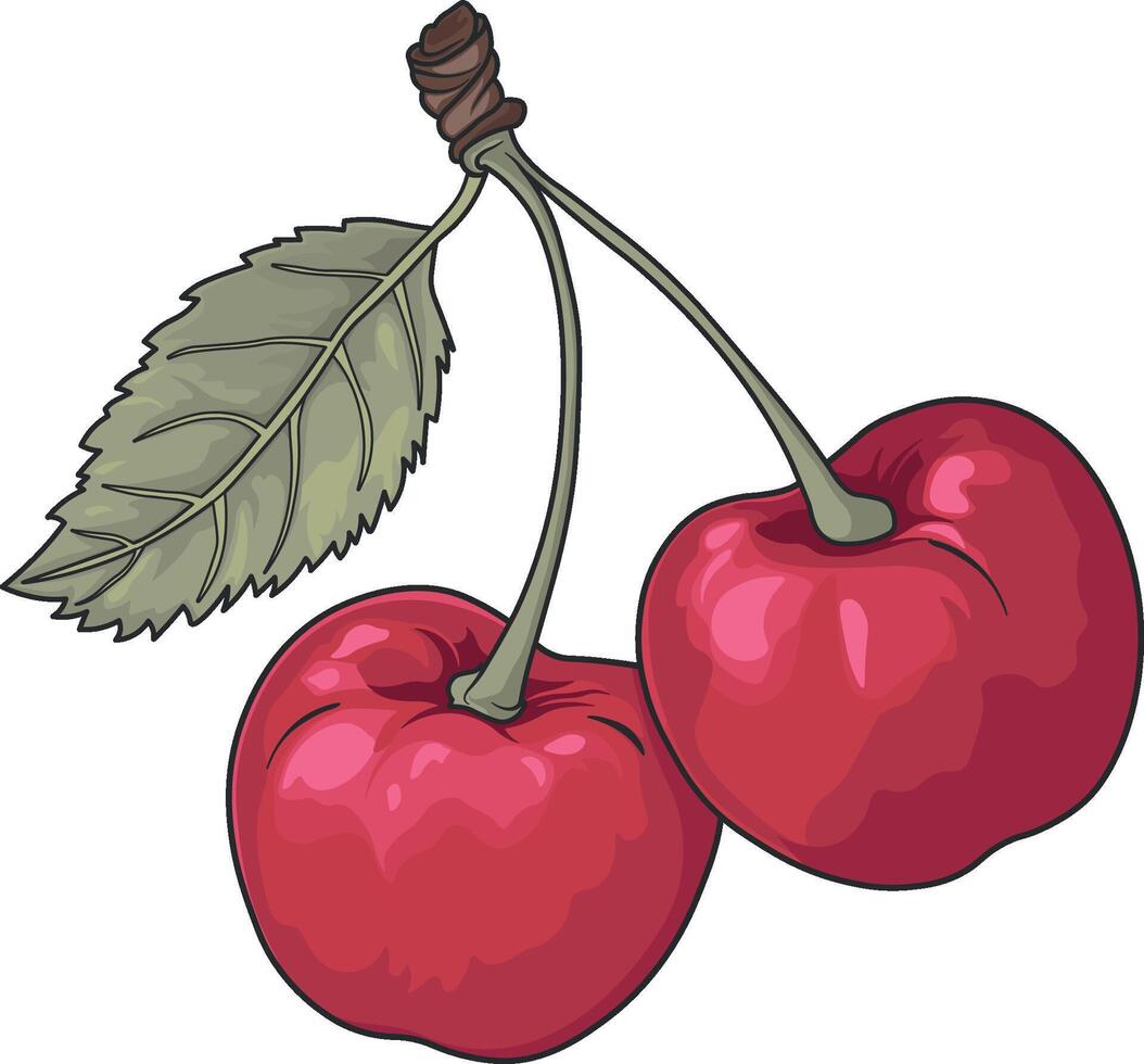 cherry or sweet cherry without background vector