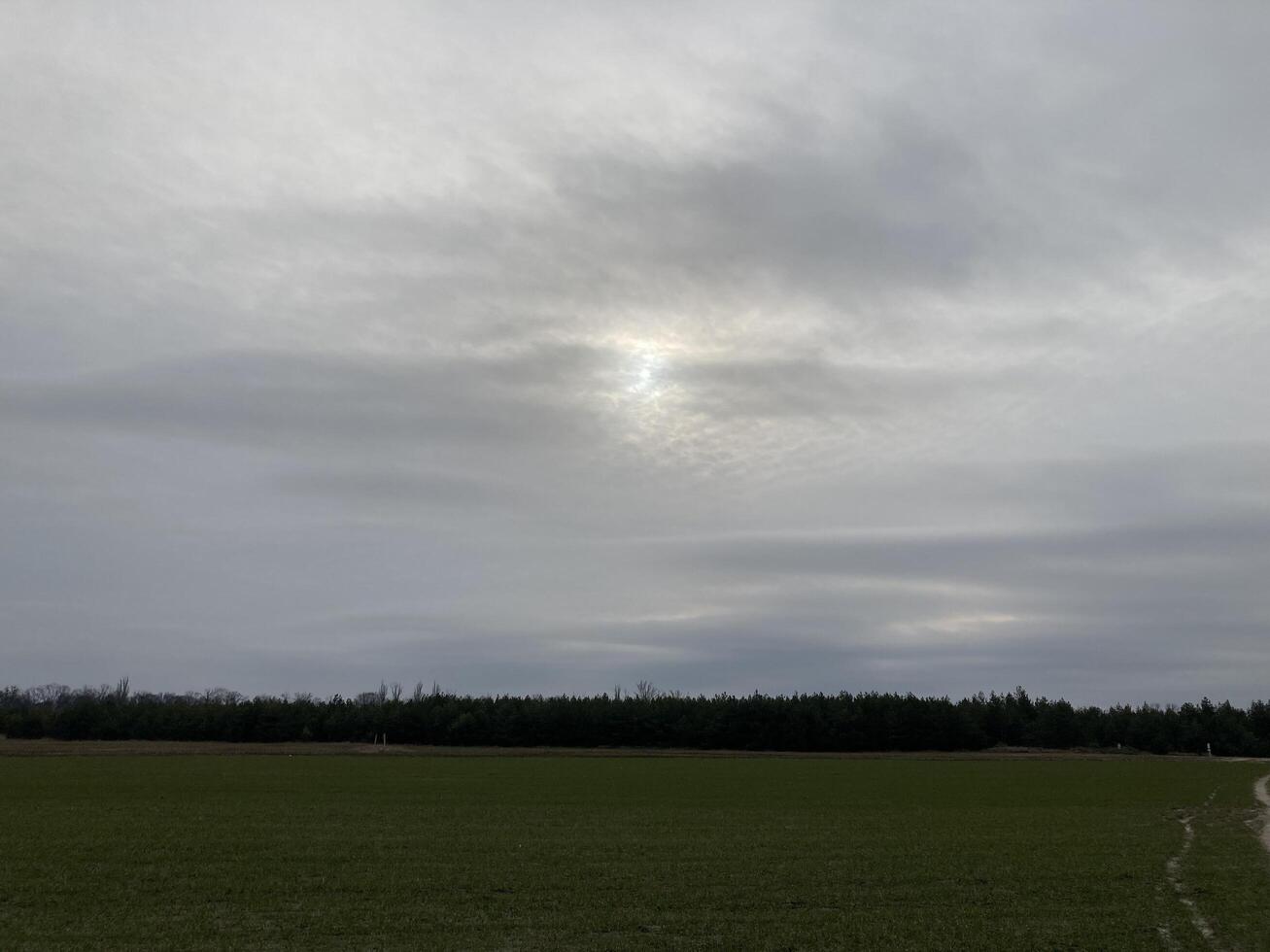 Fields sown with green manure before planting crops photo