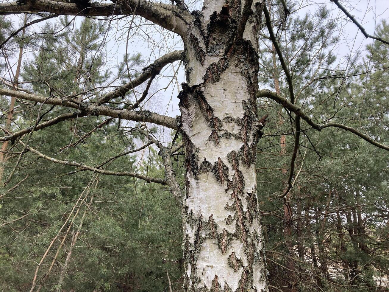 Birch trunk and bark in the forest photo