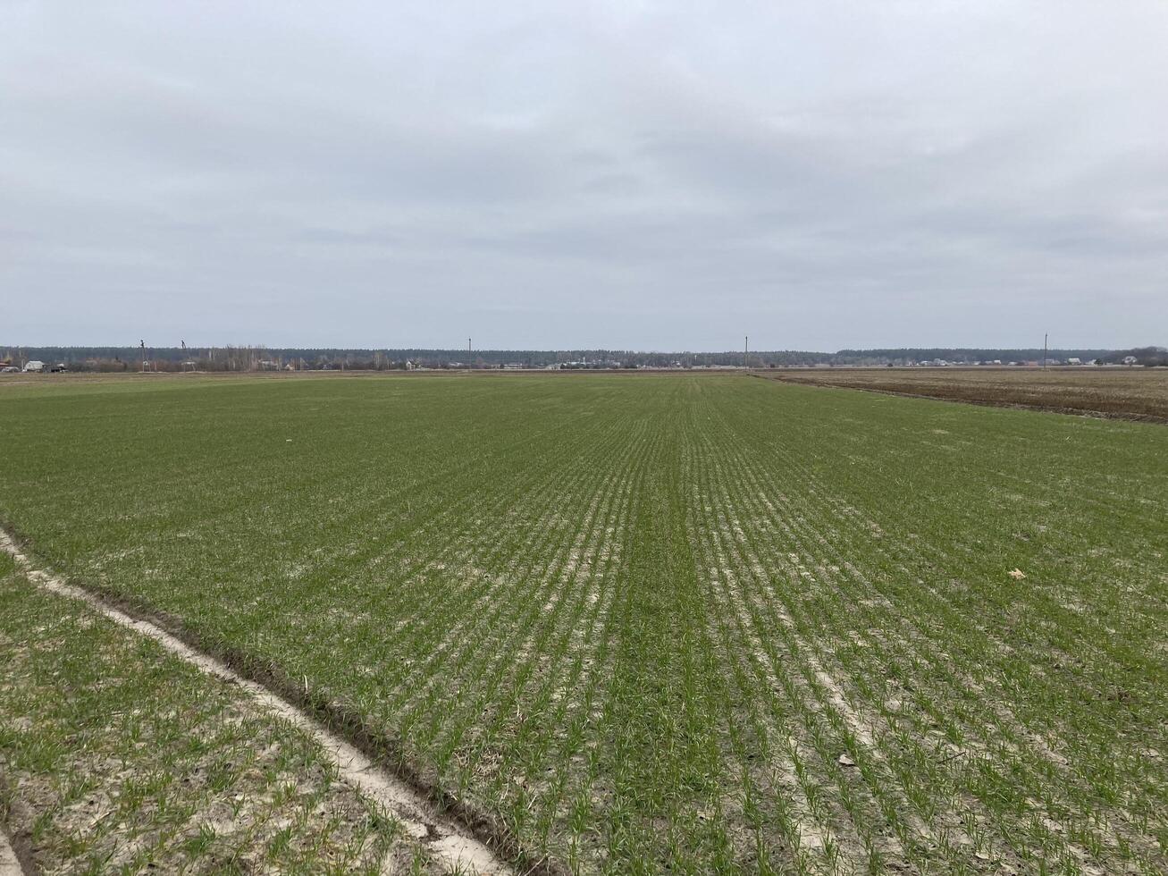 Fields sown with green manure before planting crops photo
