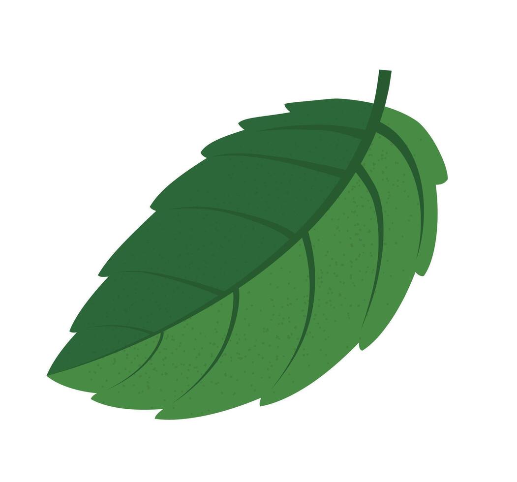 Vector graphic element green mint leaf on white background