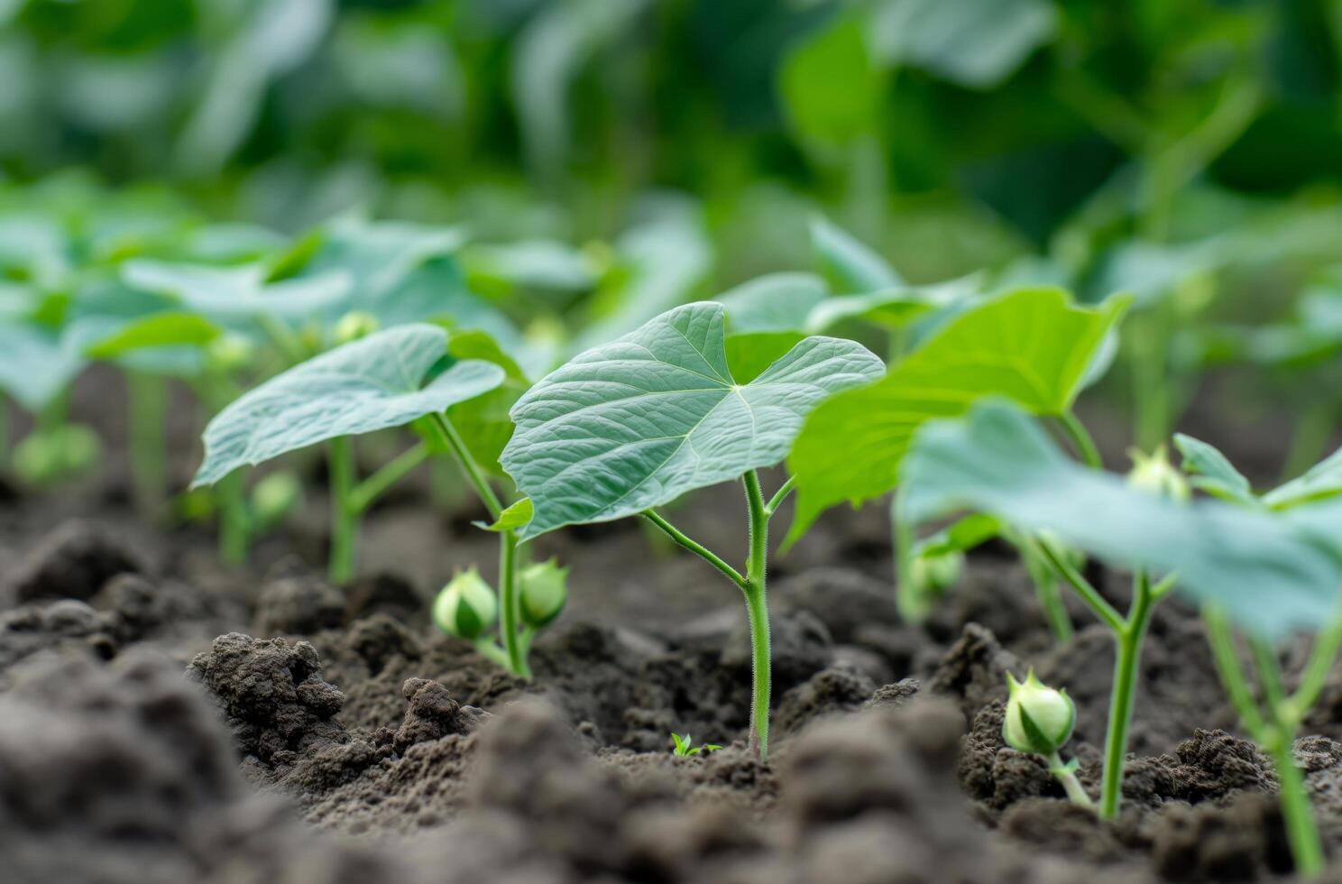 AI generated Young cotton plants in soil photo