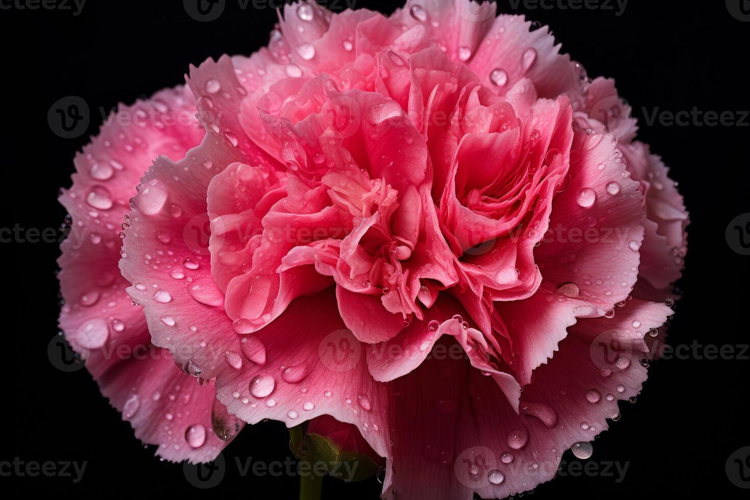 AI generated Delicate Pink carnation. Generate Ai photo