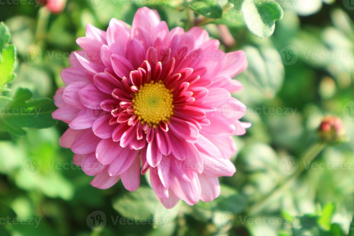 Close up view of pink painted daisy flowers, Leucanthemum, Tanacetum coccineum, blossoms, chrysanthemum photo