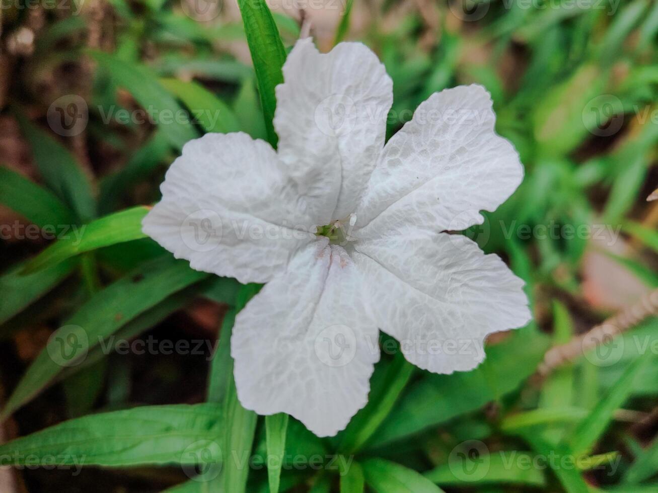 Close up white flowers of Waterkanon, Watrakanu, Minnieroot, Iron root, Feverroot, Popping pod on blur background. Scientific name Ruellia tuberosa photo