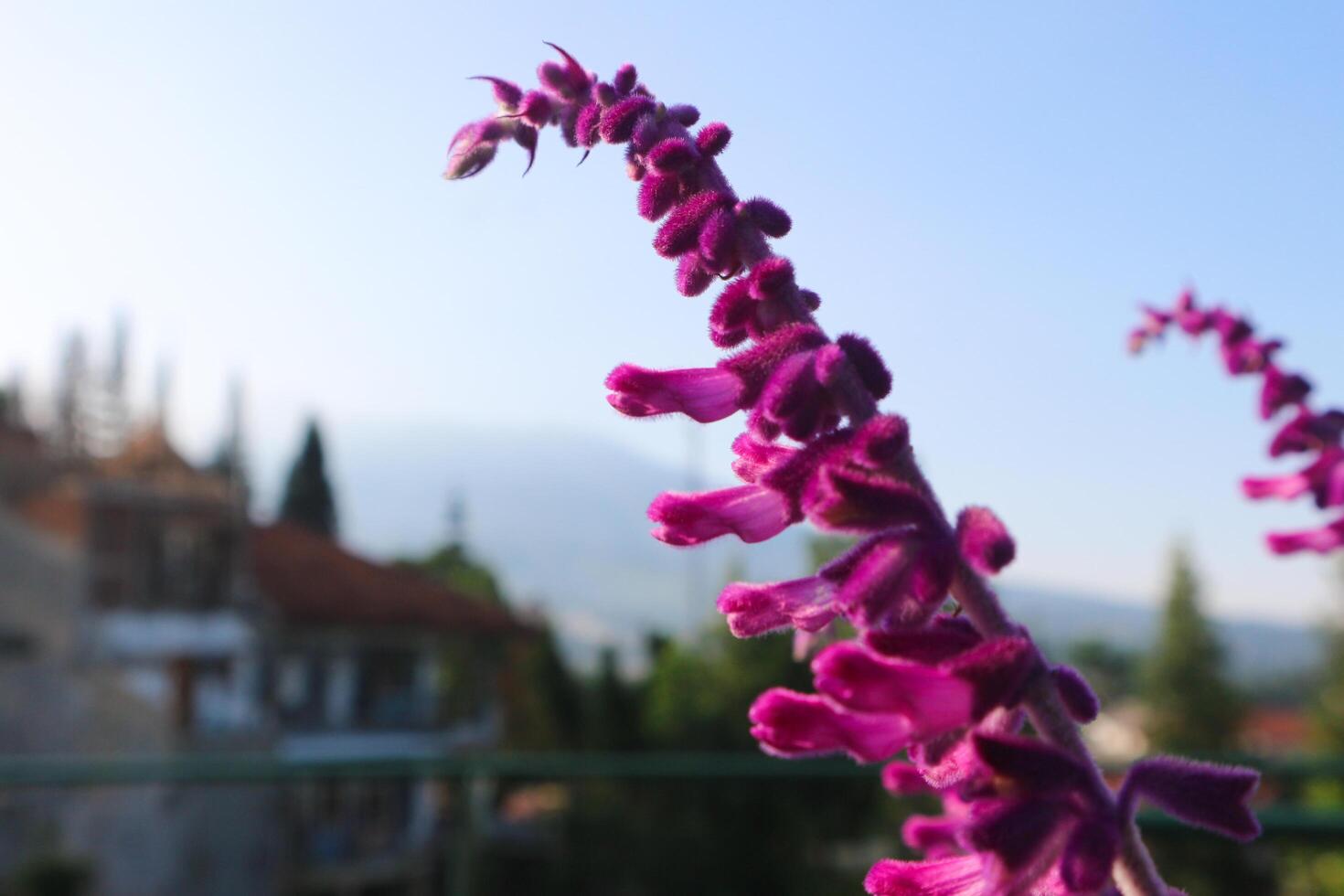 Fresh floral texture with Salvia leucantha 'Purple Velvet' flowers blooming in the park, green background. photo